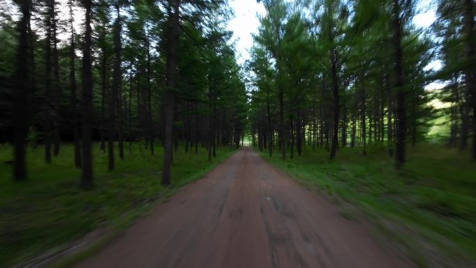 开车行驶在森林中