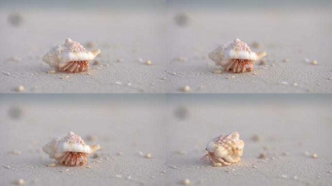 一只小寄居蟹的特写镜头