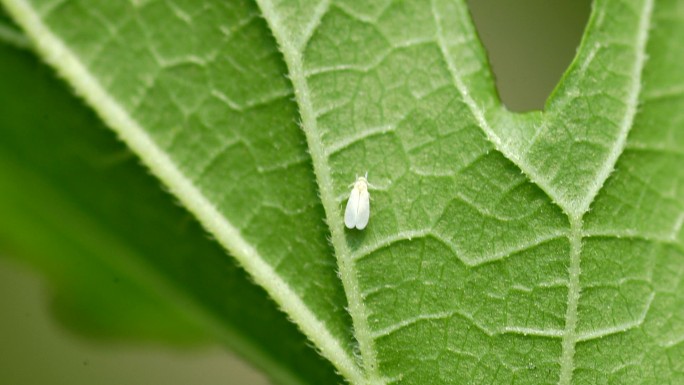 温室白粉虱 粉虱 小白蛾 害虫 蔬菜花卉