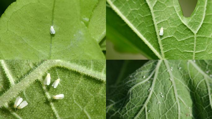 温室白粉虱 粉虱 小白蛾 害虫 蔬菜花卉