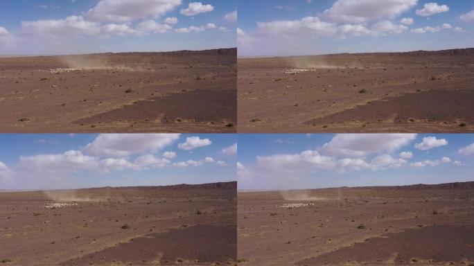 戈壁滩羊群旋风防沙治沙 环境治理抗旱