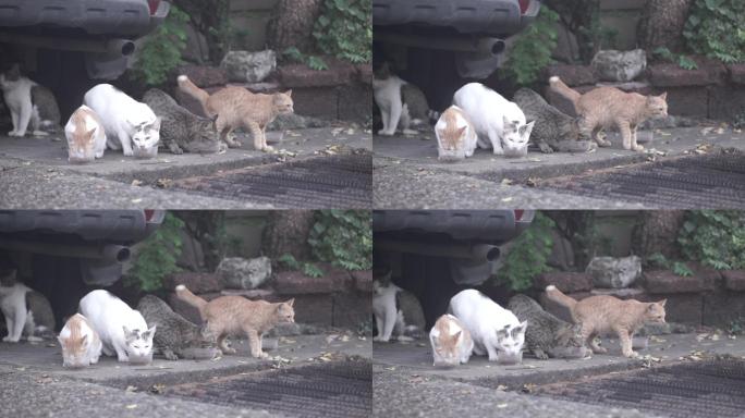 猫吃街上碗里的食物