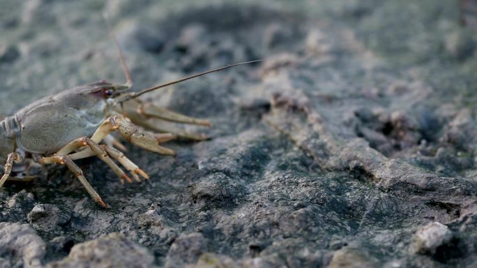 河流沿岸的癌症野生小龙虾海洋生物