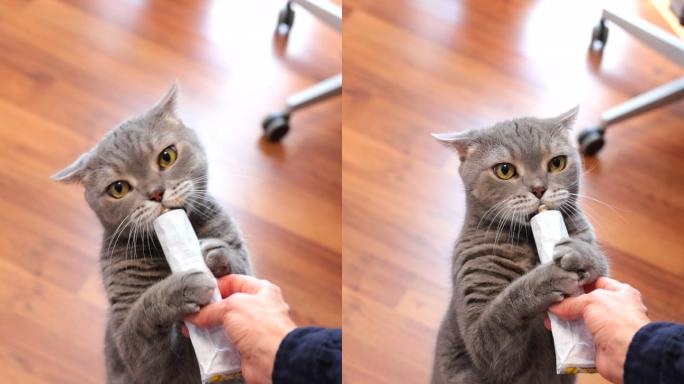 饥饿的猫站着舔主人手中的复合维生素糊管