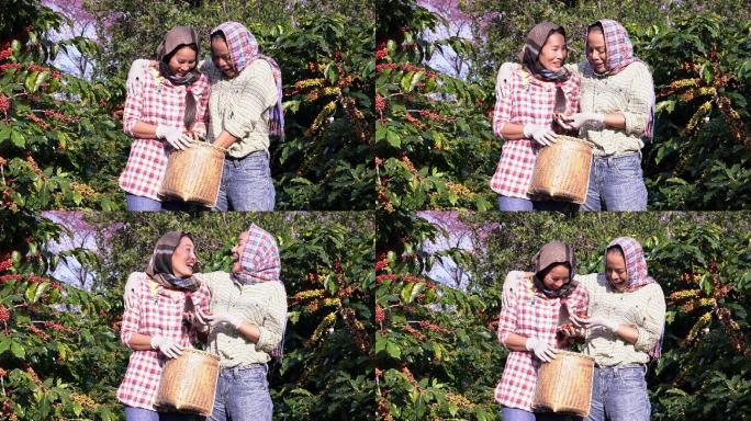在咖啡种植园农场里，两位快乐的好女朋友，一位女性农民，肩并肩站在一起。