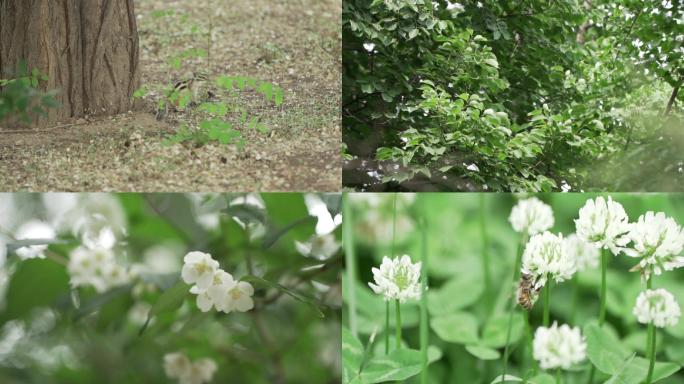 公园里的花草小动物