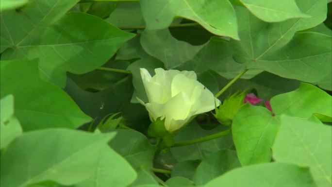 棉花 棉田 棉株 花蕾期 棉桃