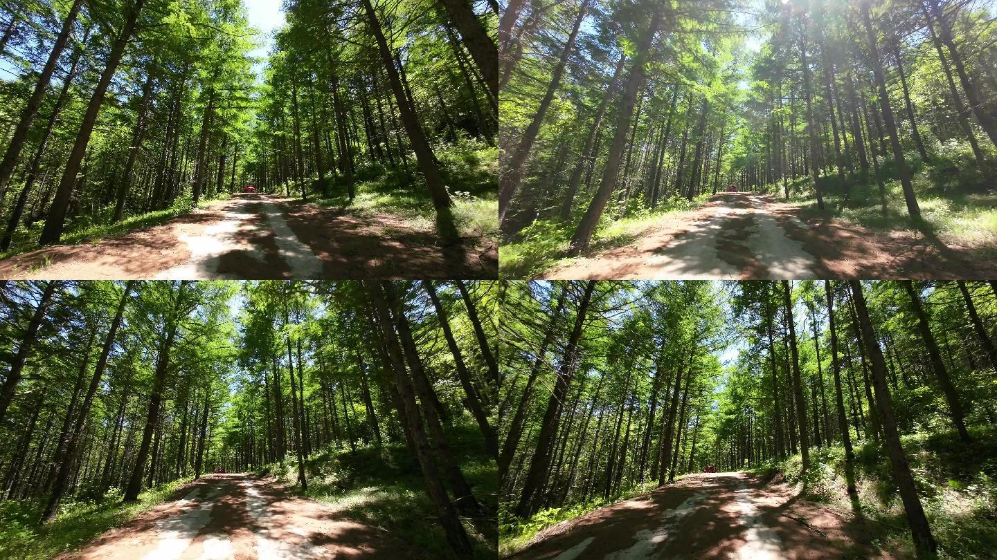 开车行驶在森林中（第一视角）