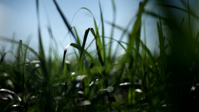 甘蔗田。野外草地树苗野草绿叶唯美浪漫芦苇