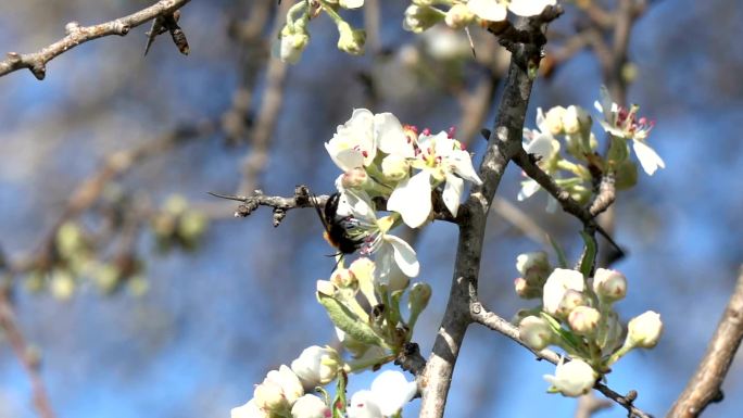 杏树上蜜蜂的慢镜头高清视频