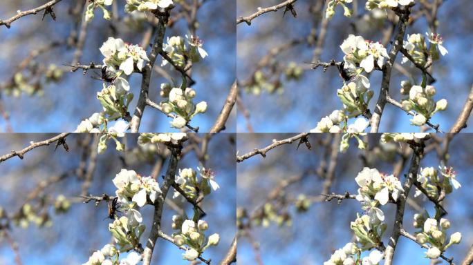 杏树上蜜蜂的慢镜头高清视频