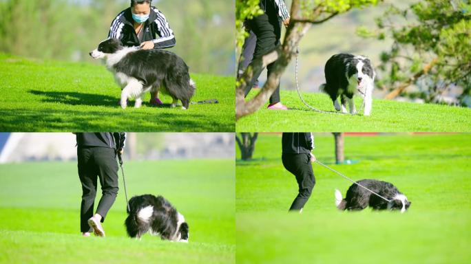 小狗草坪上奔跑慢动作
