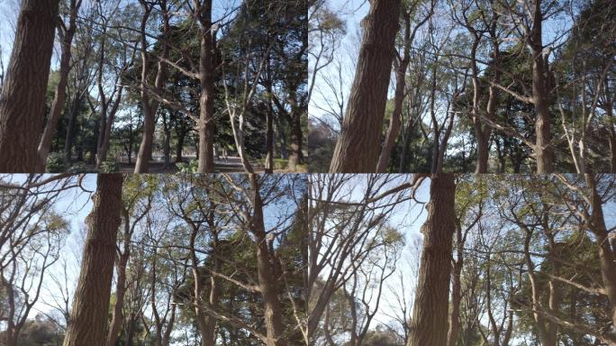 日本东京Yoyogi公园的阳光下的树叶。