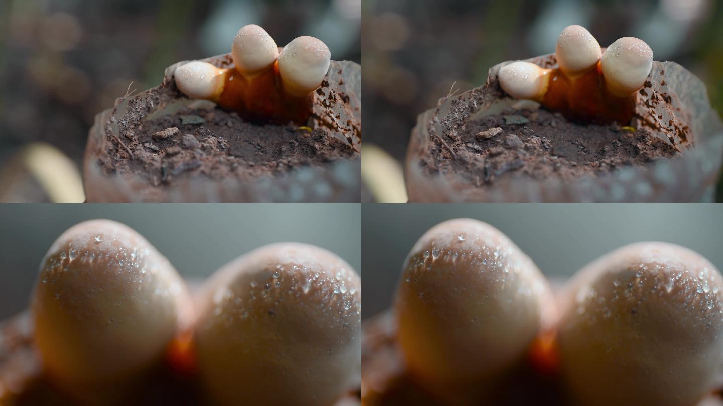 人工大棚种植灵芝真菌孢子特写视频