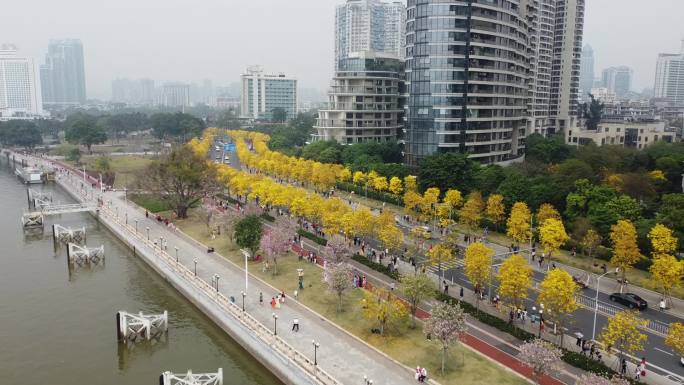 航拍广州洲头咀公园黄花风铃木盛开03