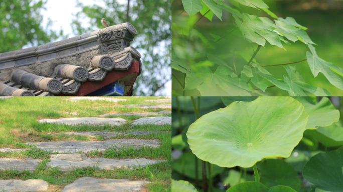 公园随拍荷花屋檐天鹅月季