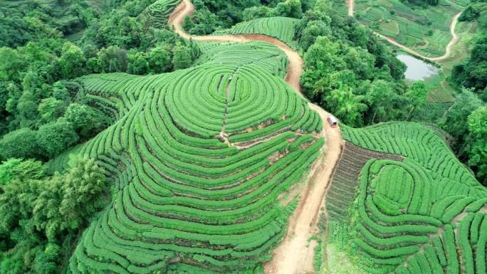 四川雅安名山大地指纹茶园航拍