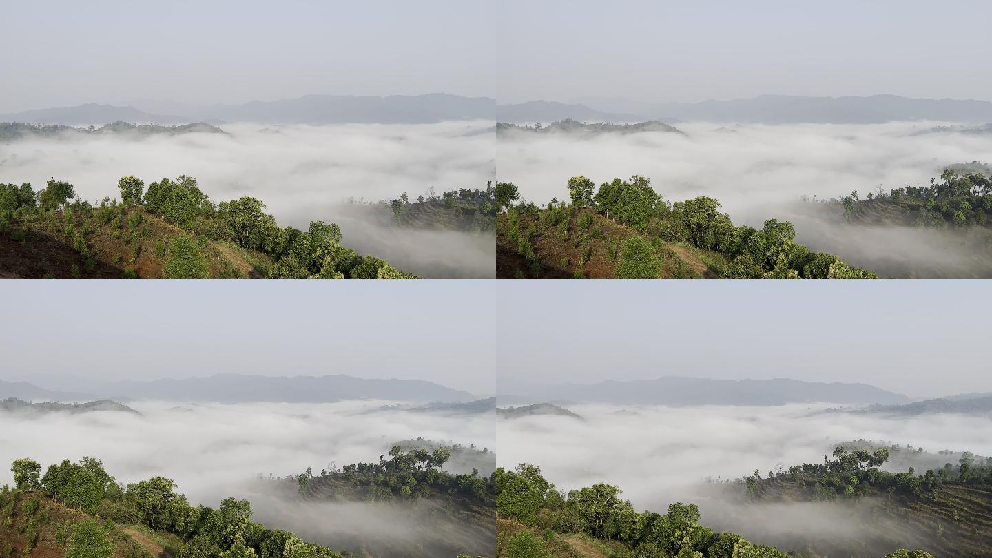 云南勐海早晨的茶山云海