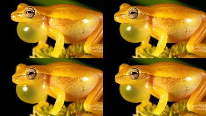 墨西哥矮树蛙爬行动物蛙类野生动物