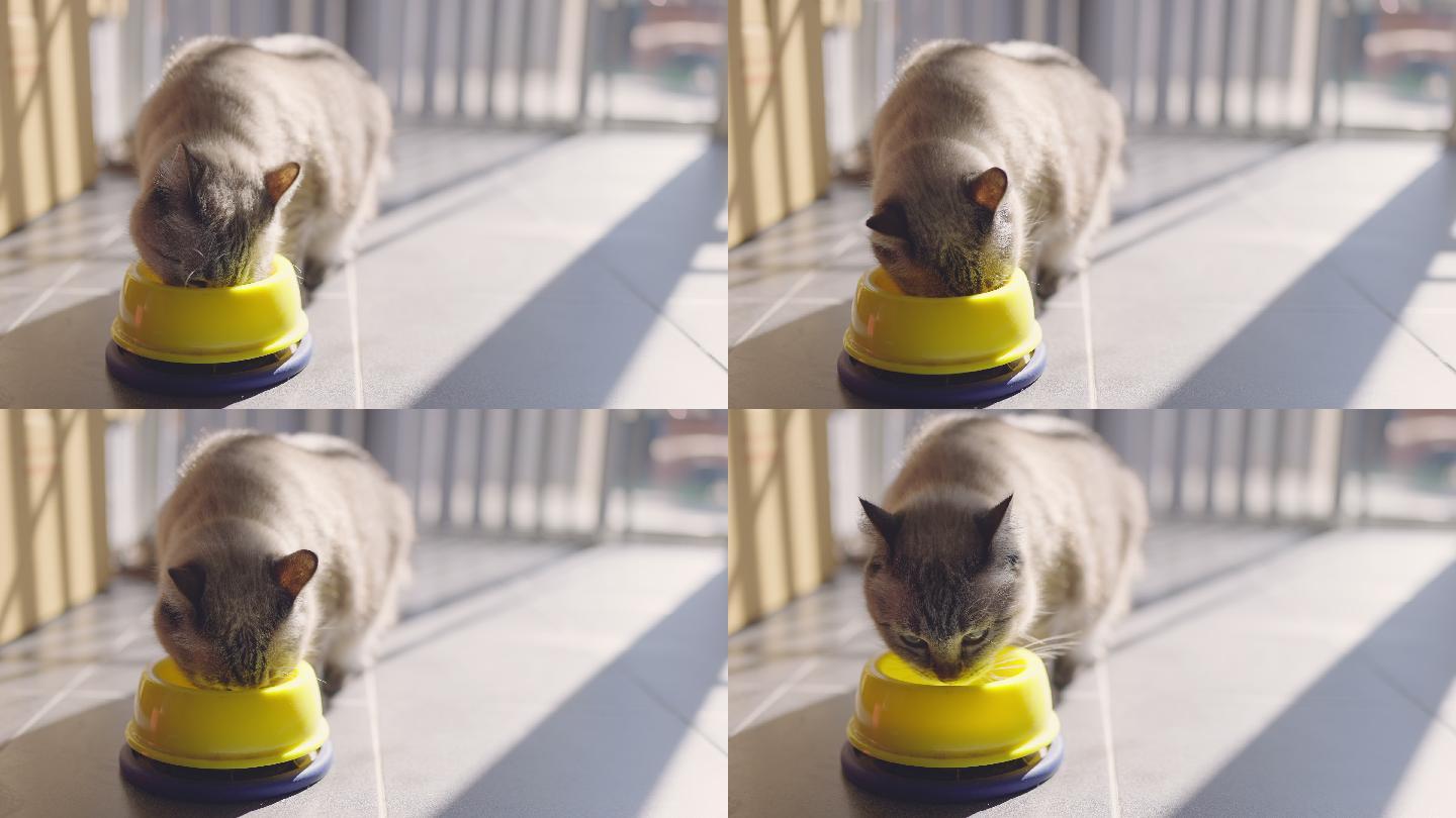 特写：灰猫吃黄色碗里的干粮。