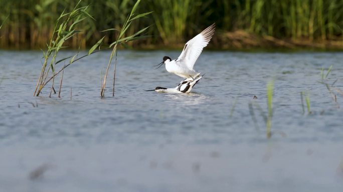 洪泽湖 鸟类 鹬 反嘴鹬 长脚鹬