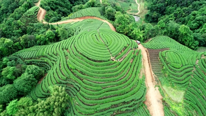 四川雅安名山大地指纹茶园航拍