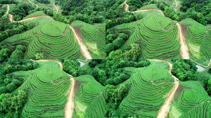 四川雅安名山大地指纹茶园航拍