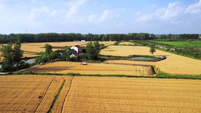 小麦丰收 农业丰收 乡村振兴 美丽乡村