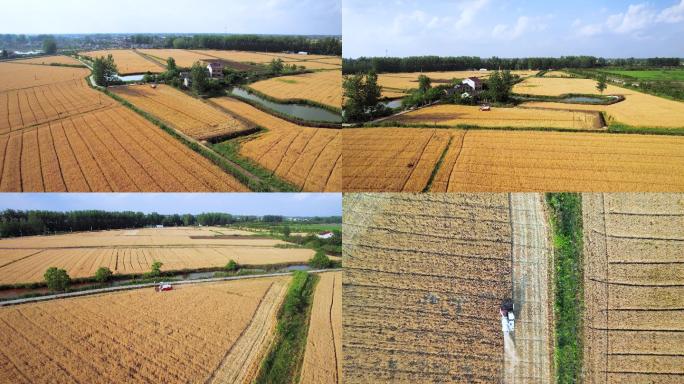 小麦丰收 农业丰收 乡村振兴 美丽乡村