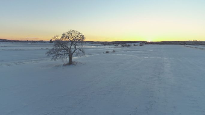 田间独木冬天的枯树依然矗立地上的积雪