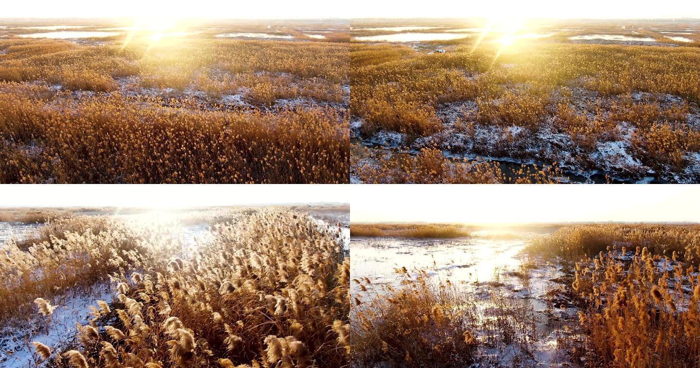 洪泽湖冬天雪景 芦苇雪地