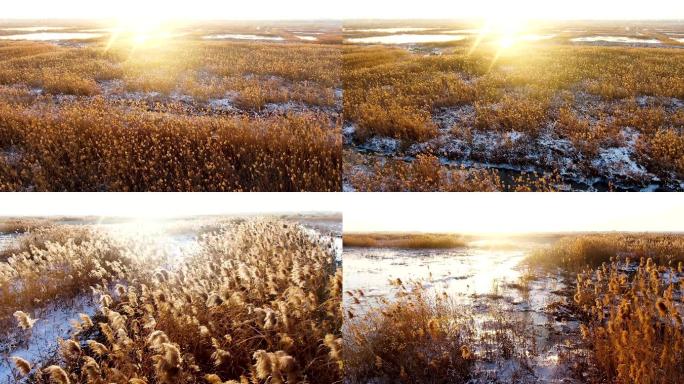 洪泽湖冬天雪景 芦苇雪地