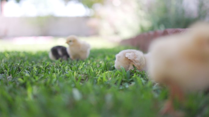 小鸡宝宝在新家后院探索