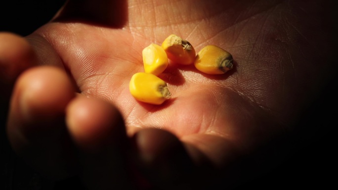 手心里的玉米种子