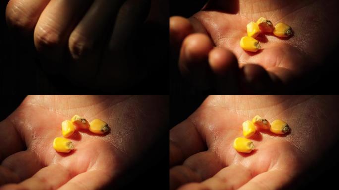 手心里的玉米种子
