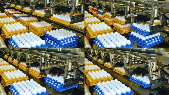 家禽养殖场生产白鸡蛋的自动输送线。