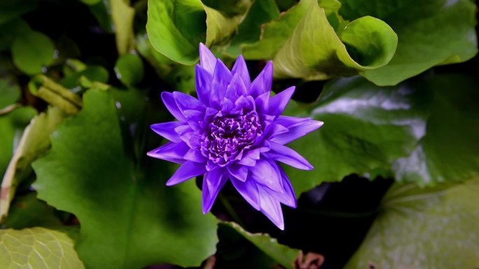 一朵紫色莲花随时间推移开放，从萌芽到完全开放
