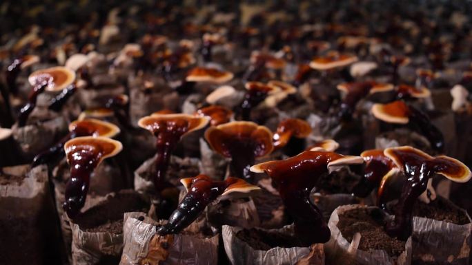 人工大棚种植灵芝真菌红色孢子全景视频