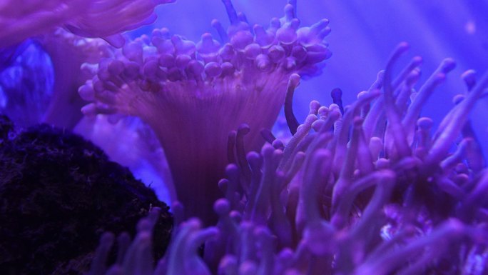 海洋生物海草珊瑚礁软体动物