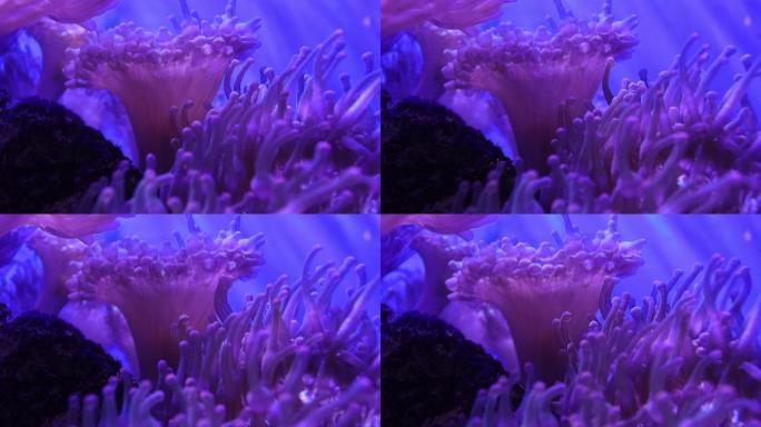海洋生物海草珊瑚礁软体动物