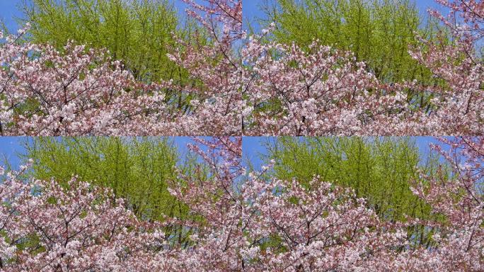 吉野樱桃树的花瓣在春天飞舞