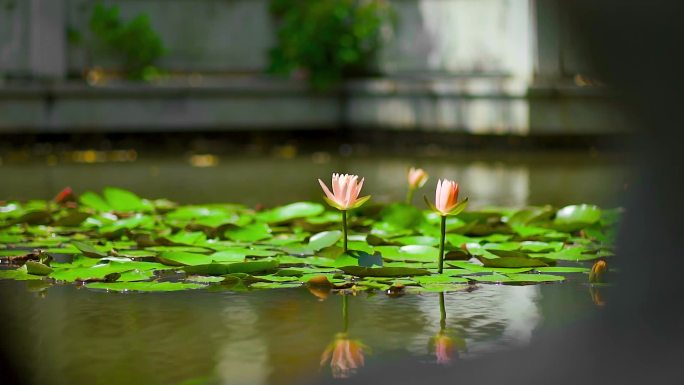 池中莲花