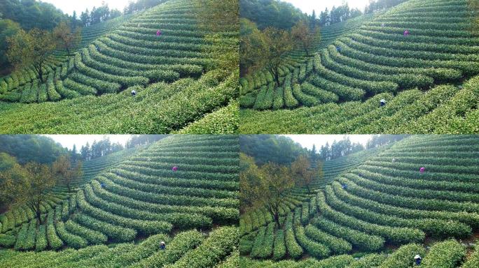 杭州龙井山茶园鸟瞰图。4k