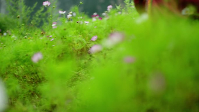 格桑花海中的藏族女子