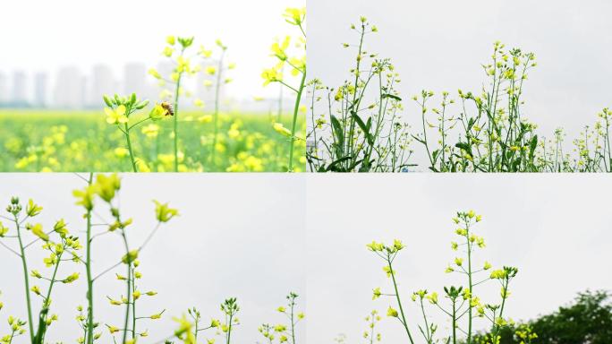 油菜花穿梭空镜头