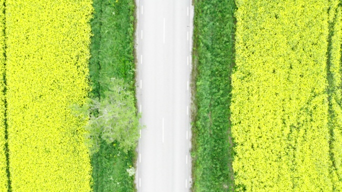 从上方看，穿过斯德哥尔摩北部油菜田的道路