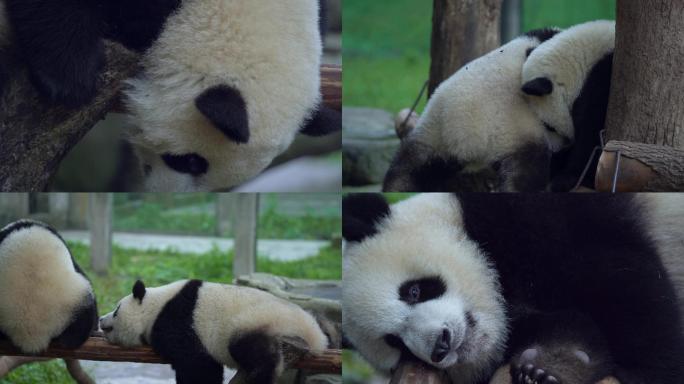玩耍休息的大熊猫