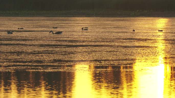 金色的湖面和水鸟