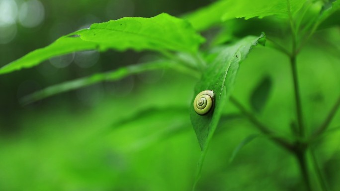 林下参叶子上的蜗牛