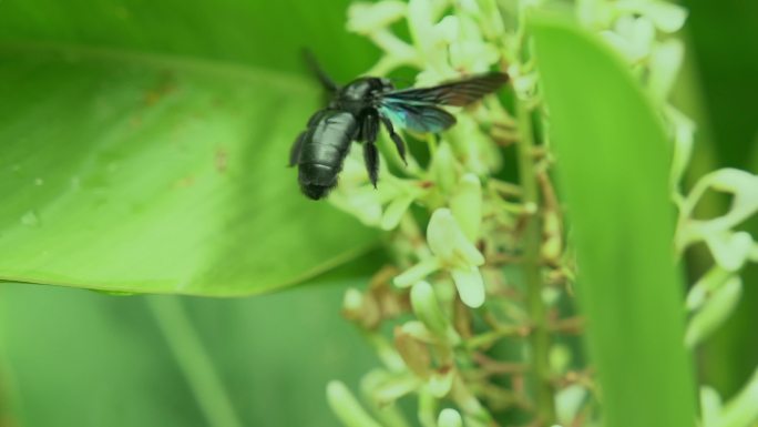 大黑蜂采花粉
